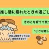 推し活に疲れたときの過ごし方として、きのこ栽培キットで癒されるイメージ画像
